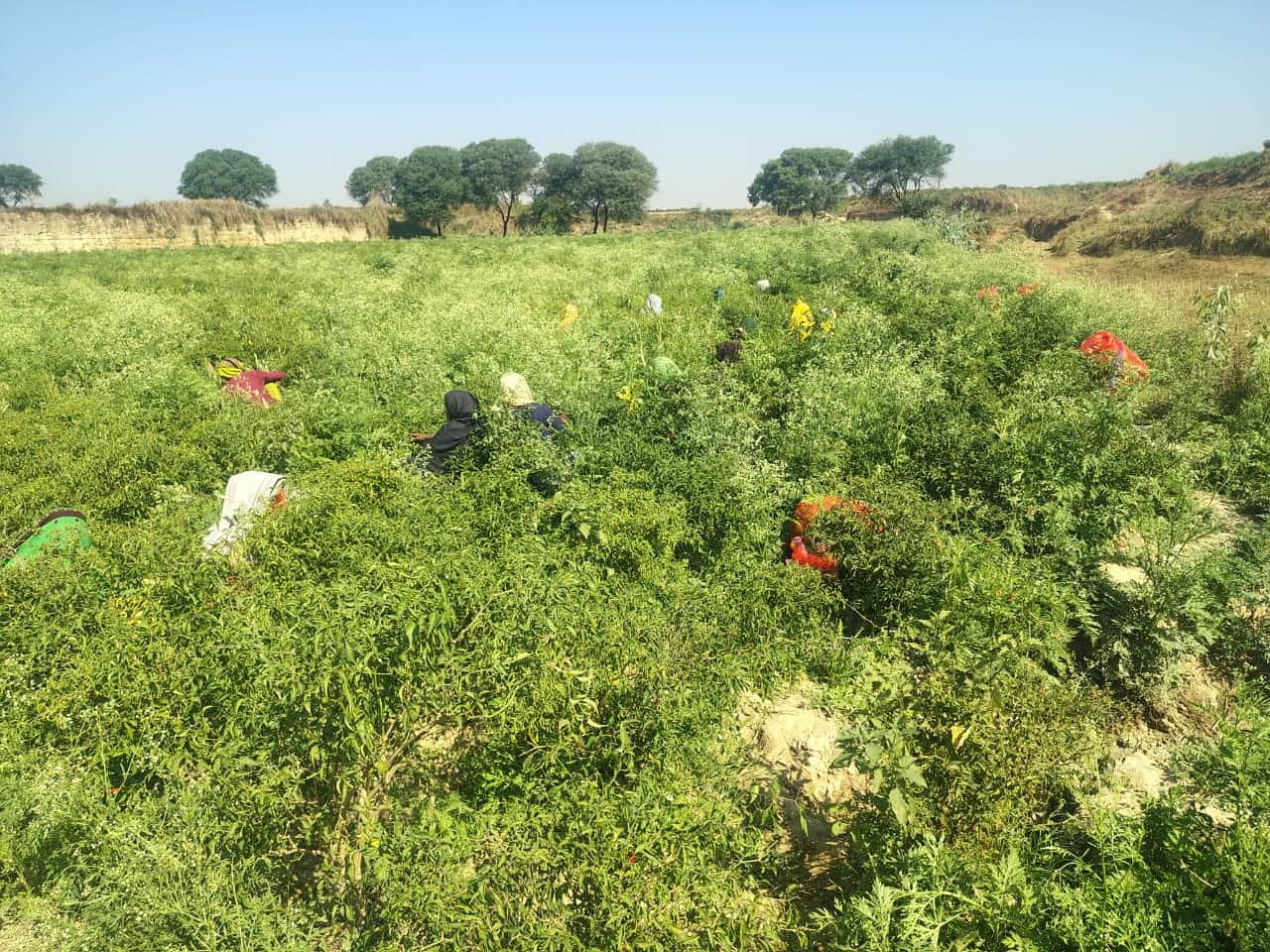 ऊपरहार गांव में मिर्च तोड़ते मजदूर। संवाद