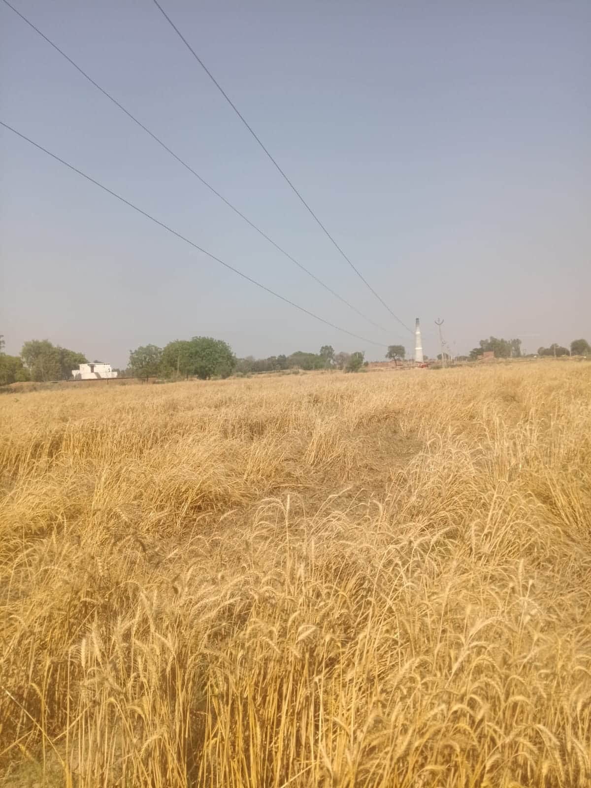 विद्युत उपकेंद्र पुरखास के जलालपुर जवाहरगंज में खेत से गुजर रहा ढीली हाईटेंशन तार। संवाद