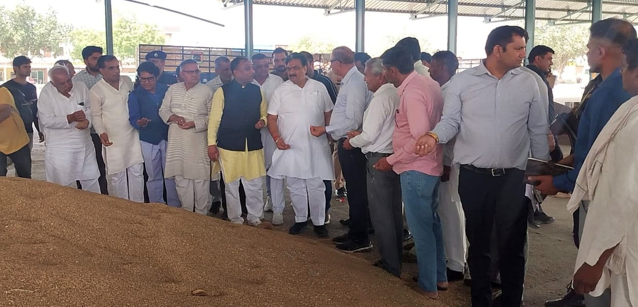 13,000 Quintals of Wheat Arrive at Mandis; Procurement Halted Due to 15% Moisture Content
