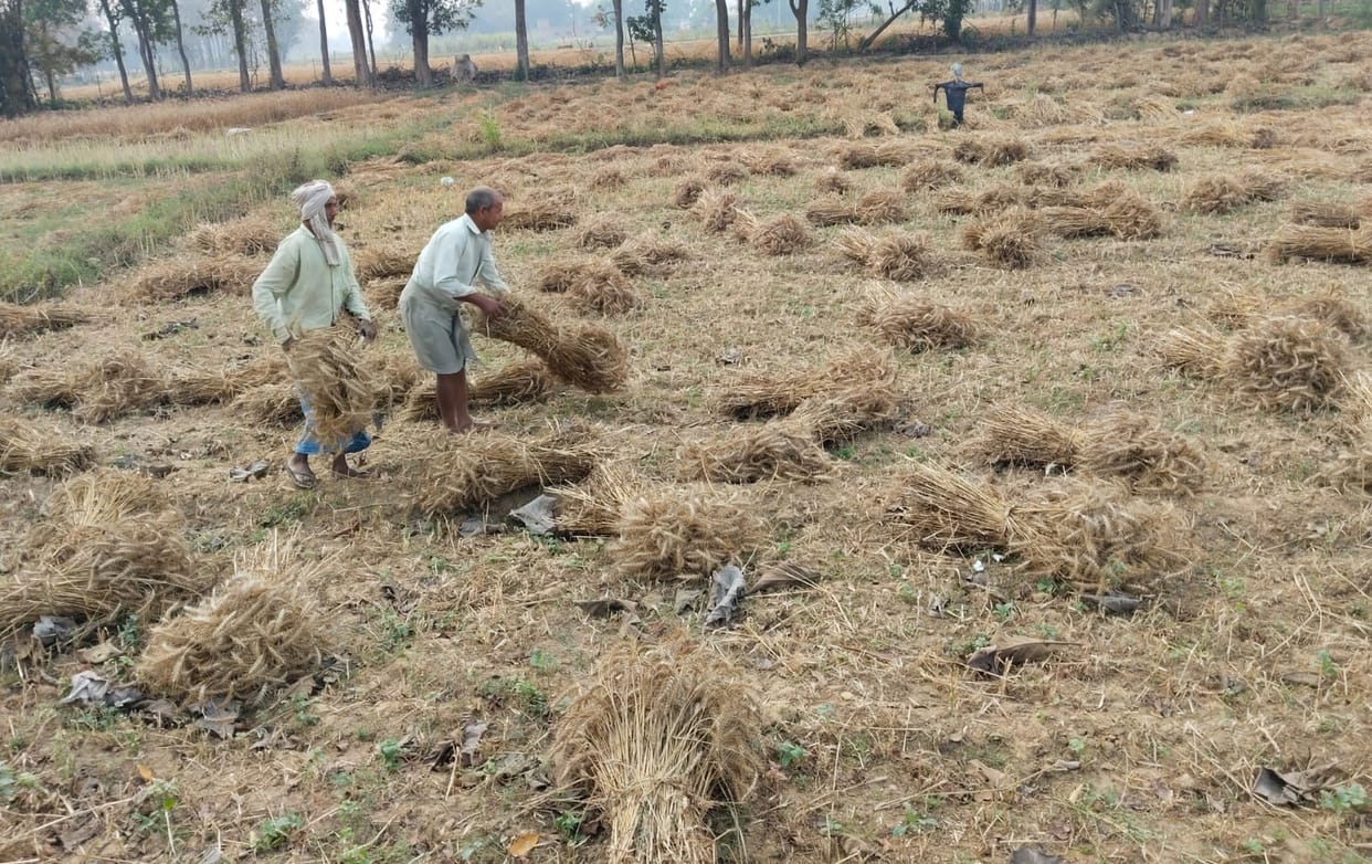 The wheat crop ripened due to the westerly wind, farmers engaged in harvesting