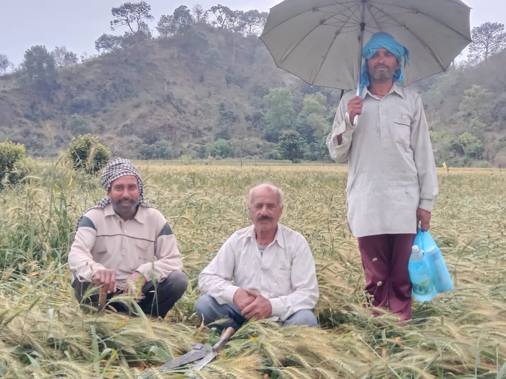 Rains have increased farmers' worries, threatening the wheat crop.