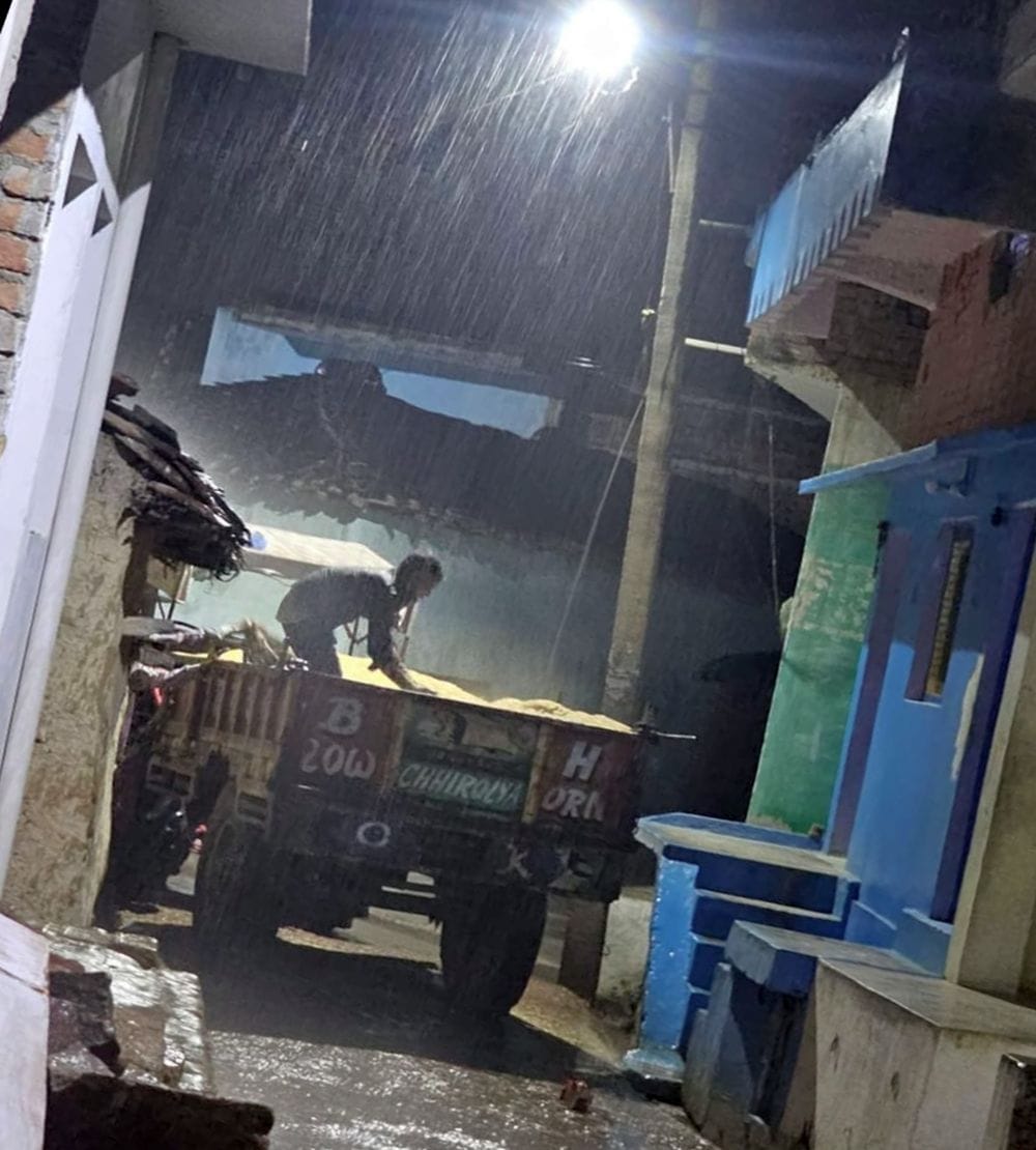 Heavy damage to wheat crops due to storm and rain, farmers' hopes shattered