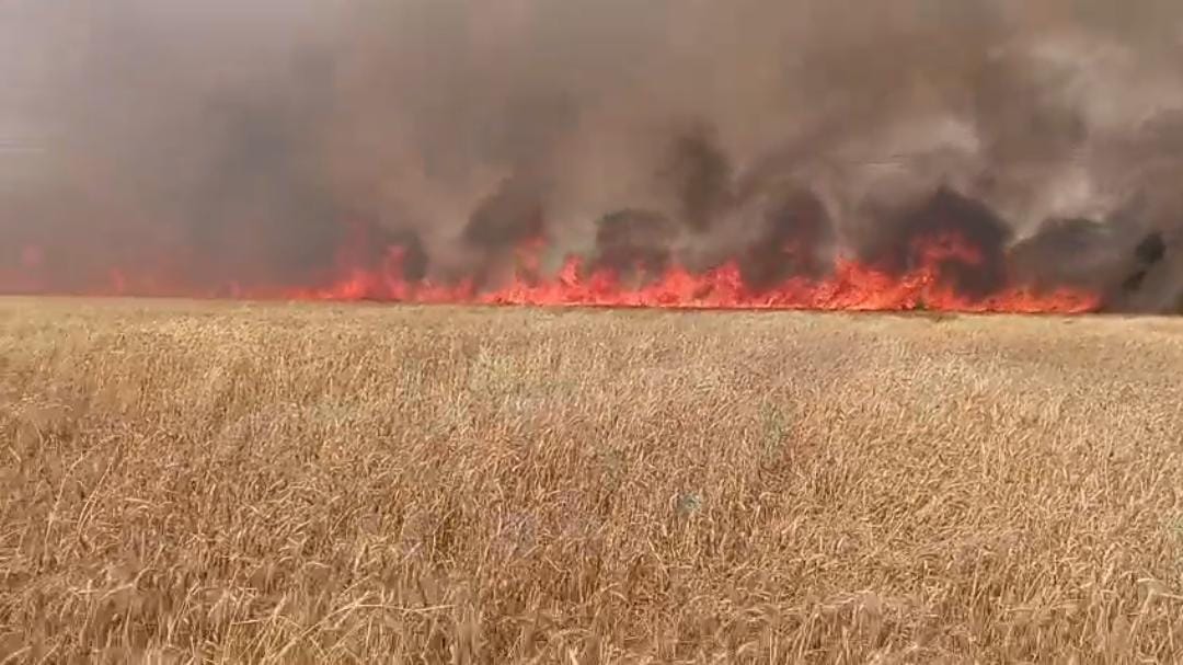 A fire caused by a spark from a harvester burned 200 bighas of wheat crop.