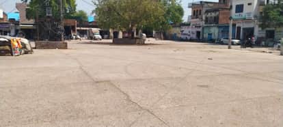 617 quintals of wheat were purchased in Kanina.