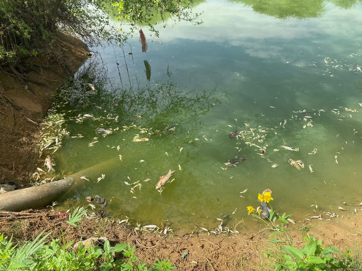 Thousands of Fish Die in Mohanpur Pond; Allegations of Toxic Substance Added to Water Body