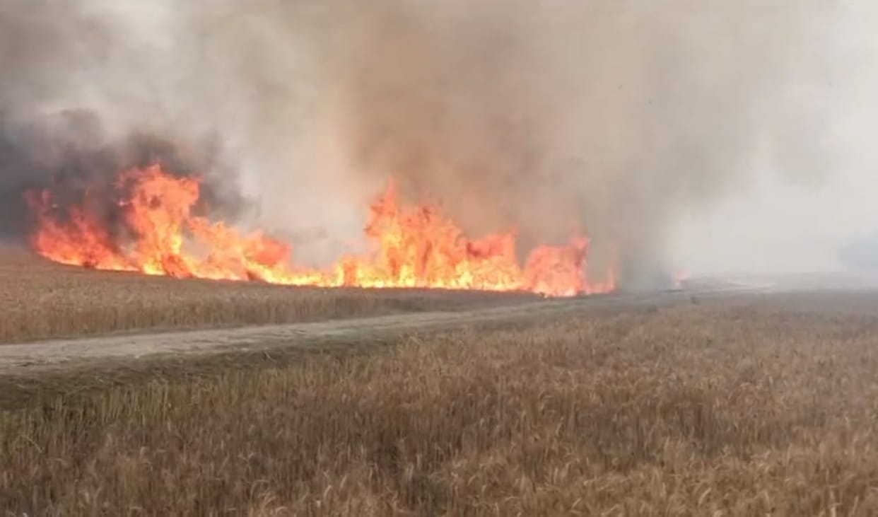70 acres of wheat crop burnt to ashes in the fire