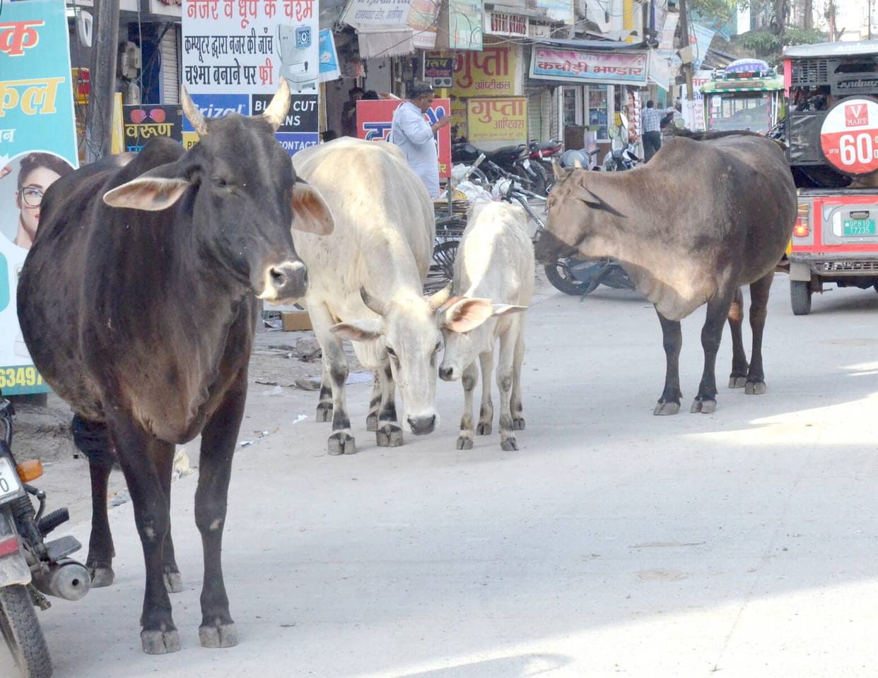 50-60 cows are being abandoned in the city every month