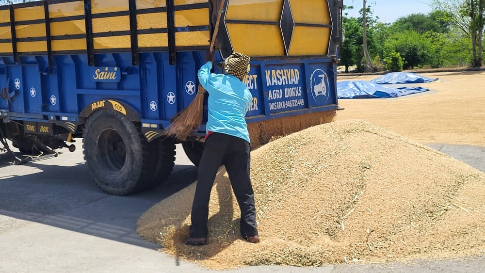 7540 quintals of wheat reached the grain market7540 quintals of wheat reached the grain market