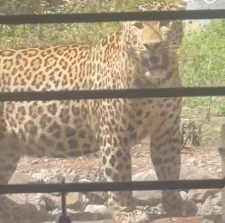 Leopard Spotted Roaming Hospital Premises; Video Goes Viral