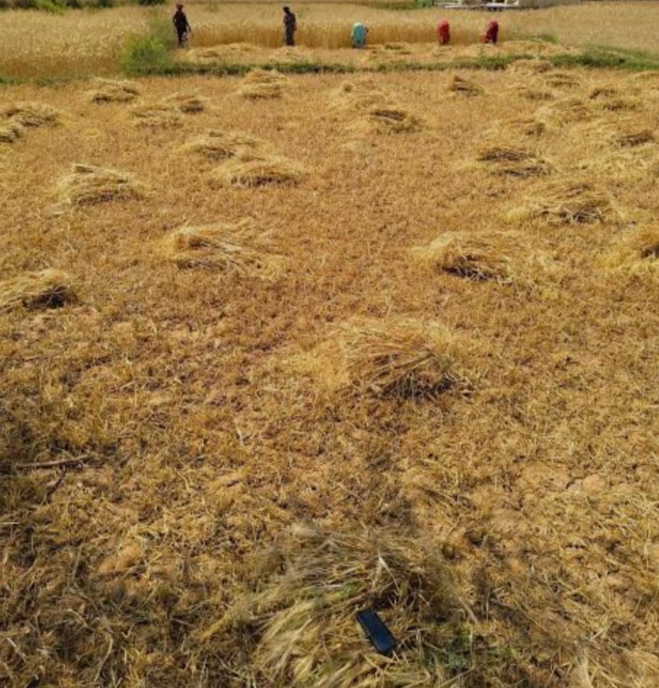 Storm and rain destroy wheat crop, leaving farmers in despair