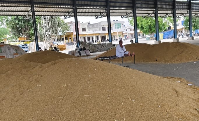 120 MT wheat reached the mandis, moisture became a hindrance in government procurement.