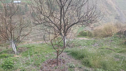 Heavy rain and hailstorm worries gardeners