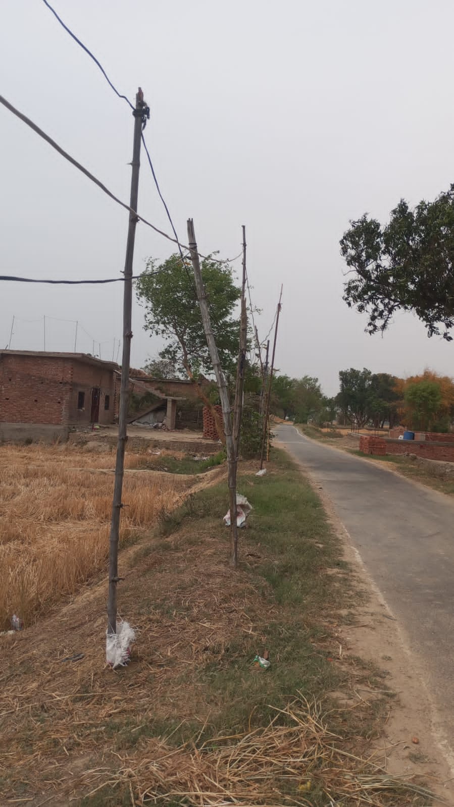 Electricity supply in Dhusura is being done with the help of bamboo poles.