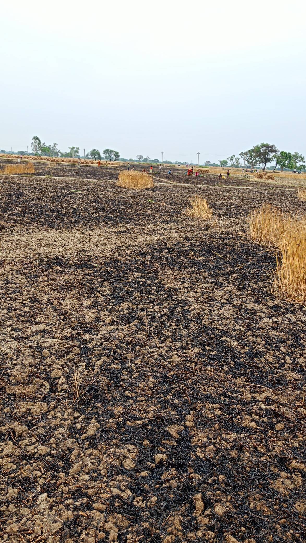 The blood and sweat of farmers are burning in the fire of high tension wires.