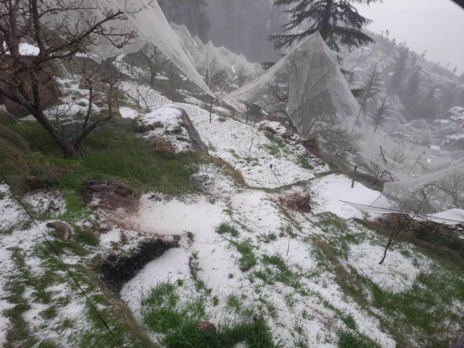 आनी के ग्रामीण इलाकों में हुई ओलावृष्टि से सेब की फसल को पहुंचाया नुकसान। संवाद