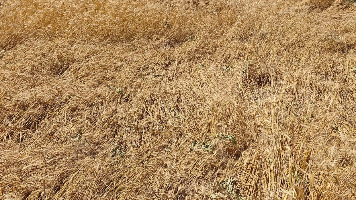 Wheat crops scattered in the fields due to storms and rain, electricity supply also disrupted