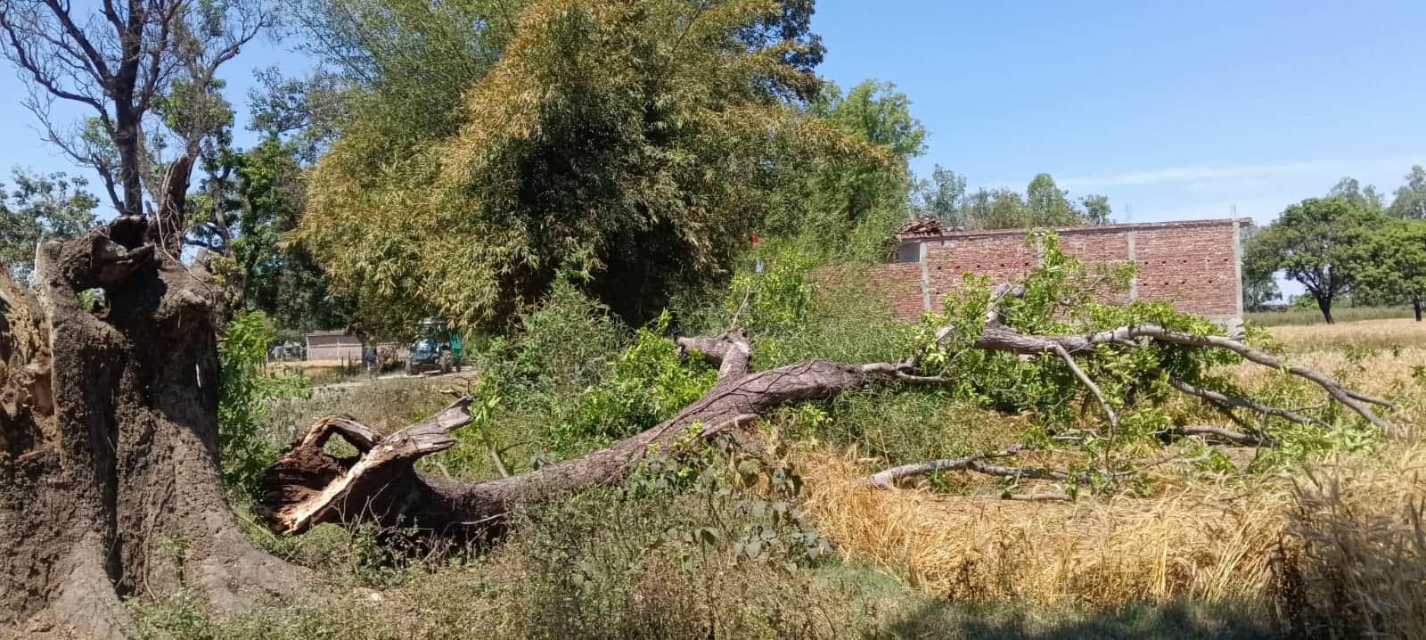  डांडेकुईयां गांव के पास गिरा पेड़।