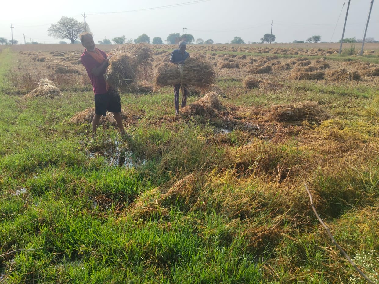 Water filled in the fields, wet bundles of wheat