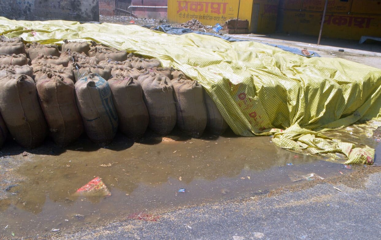 Government paddy still lying in the open in Galla Mandi, again wet in the rain
