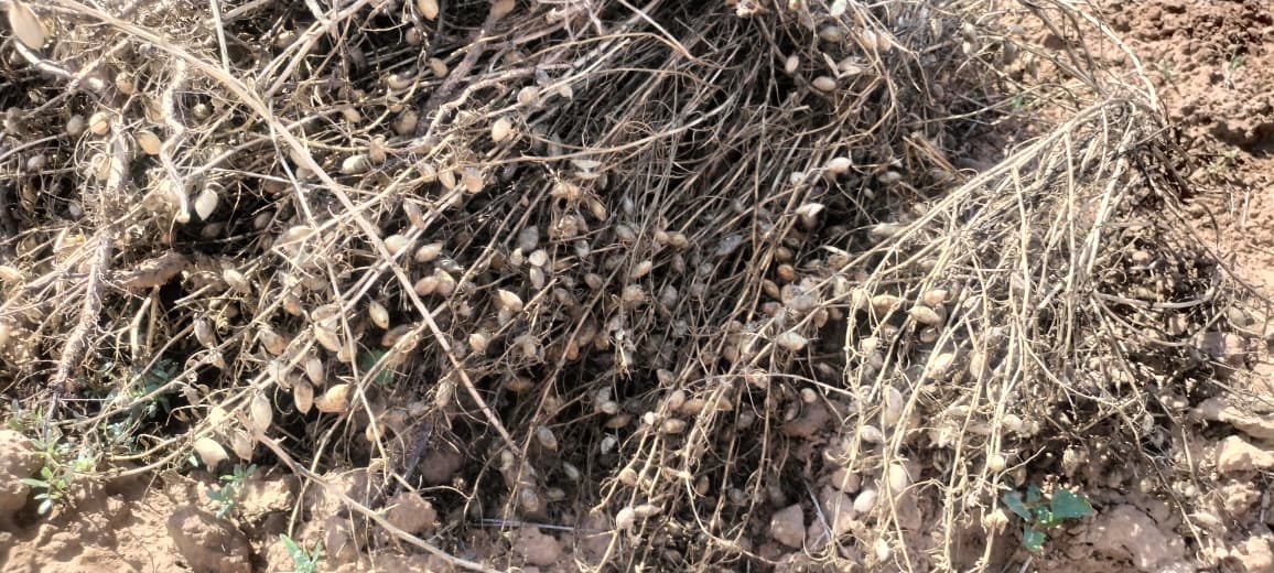 narnaul unseasonal rain gram crop damage farmers loss haryana agriculture news