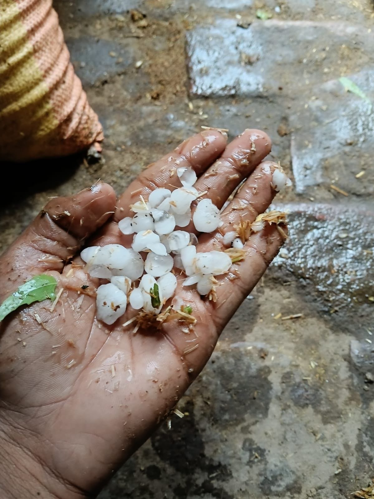 Unnao News: बेमौसम बारिश और ओलावृष्टि से गेहूं की फसल चौपट