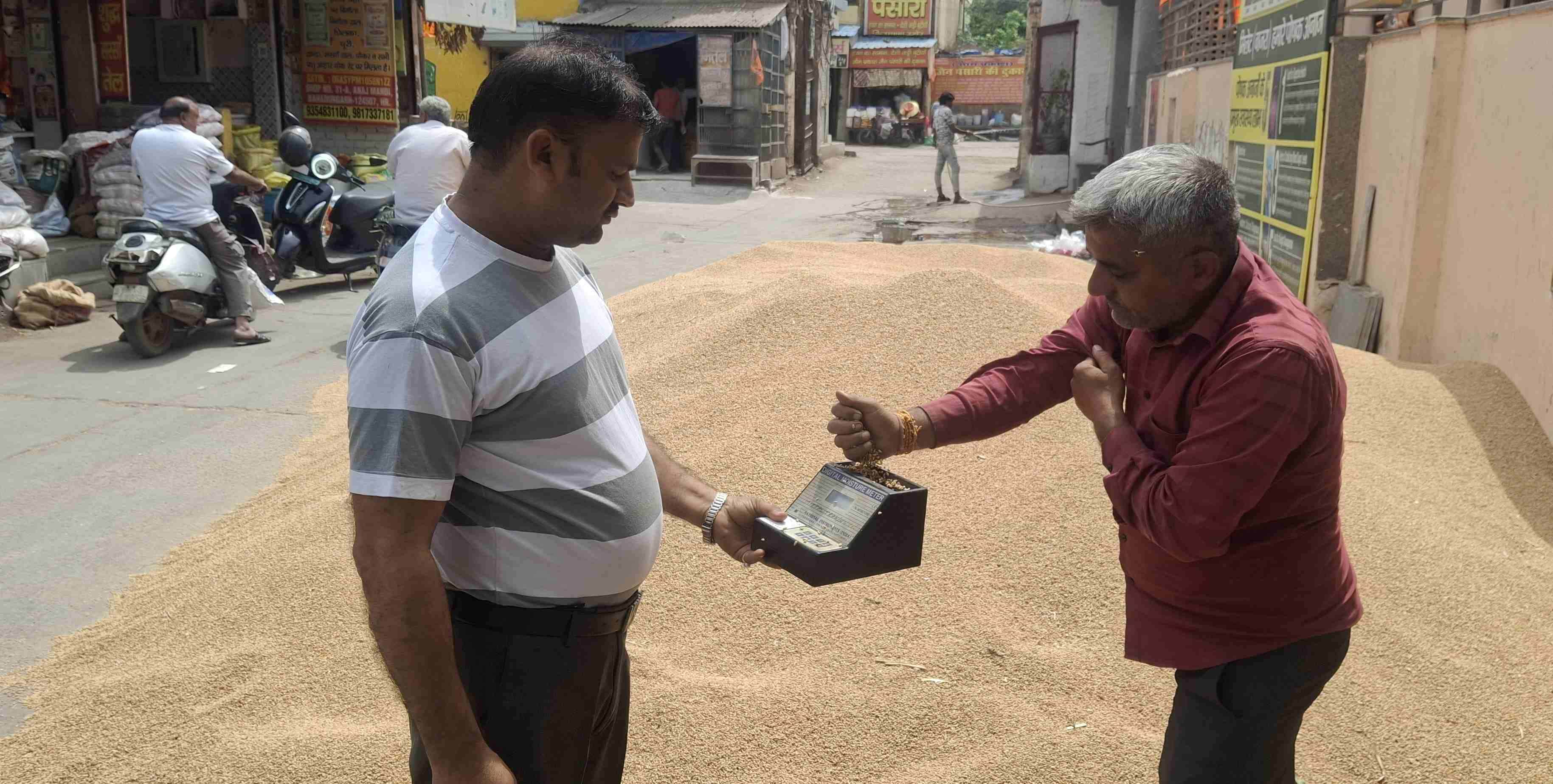 -फोटो 81 : फसल में नमी की जांच कराता किसान। संवाद