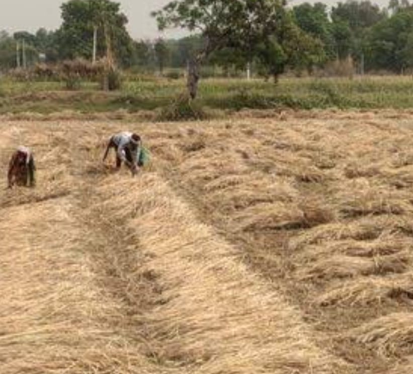 Unseasonal rains have affected 50% of the harvested crops, leaving farmers worried.