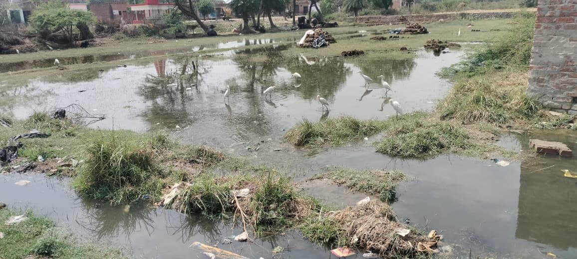 गांव मानपुर में खेतों की ओर बहता सीवर का गंदा पानी। संवाद
