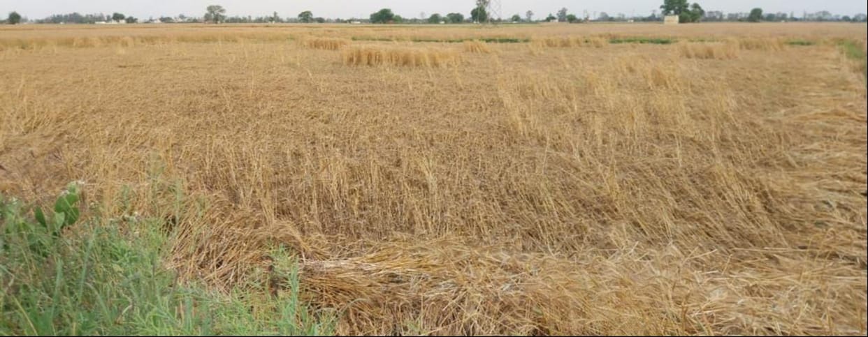 Wheat crop scattered in the fields due to strong winds blowing amidst drizzle