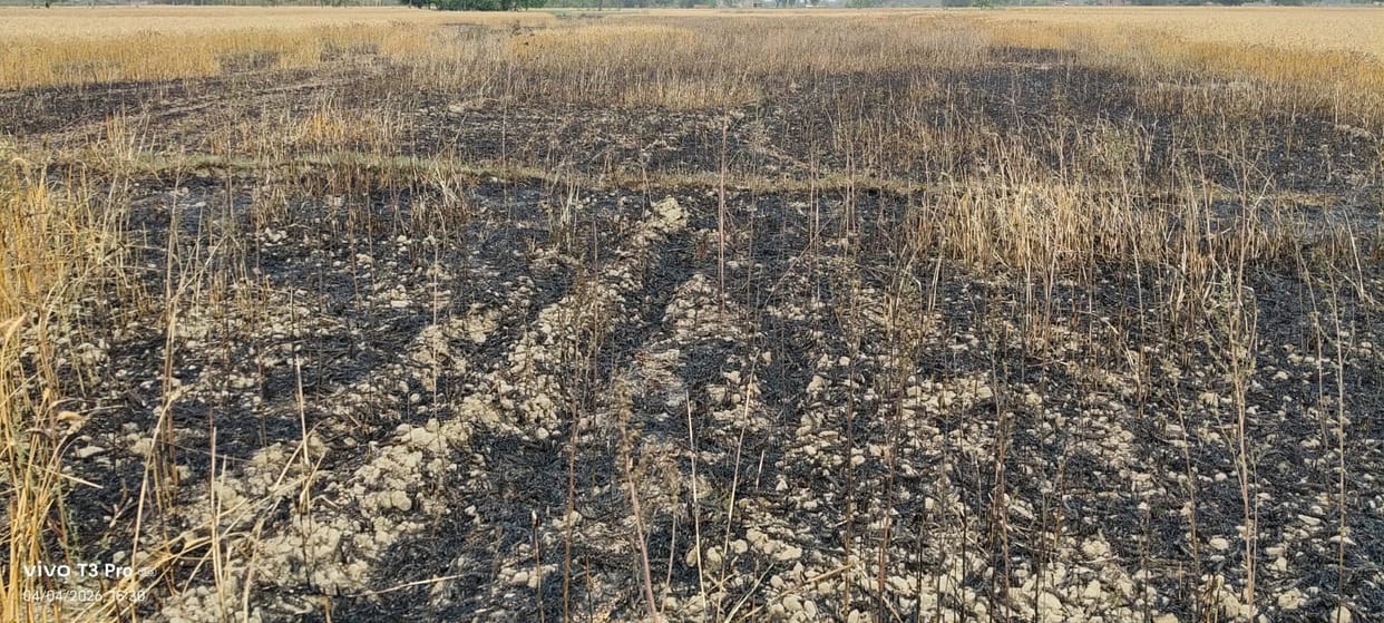 Fire broke out due to unknown reasons, burning eight bighas of wheat crop.