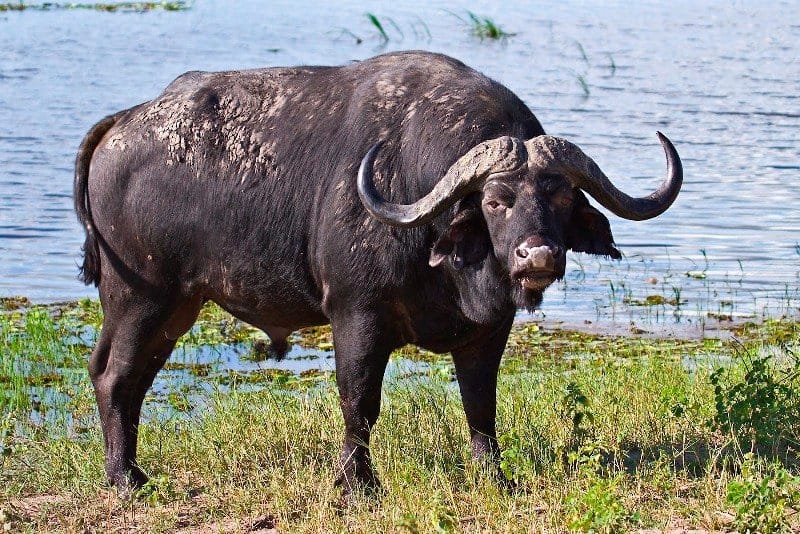 An expert team will arrive this month to explore the possibilities of rehabilitating wild water buffaloes