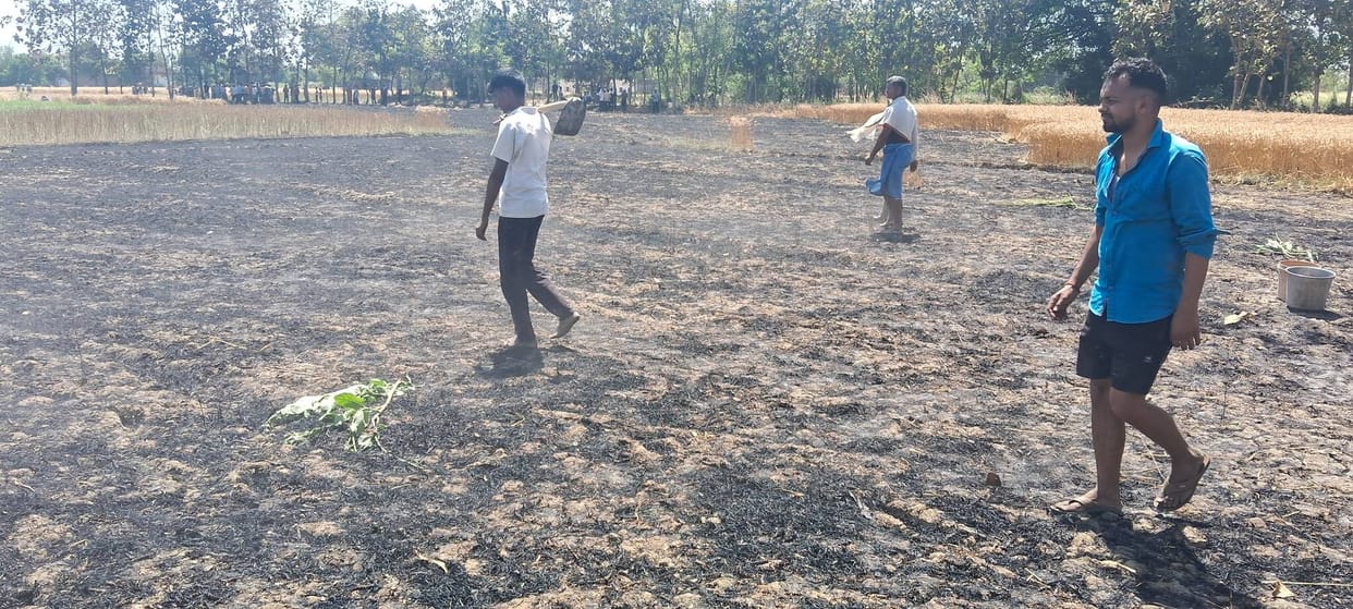 Wheat crop burnt due to short circuit