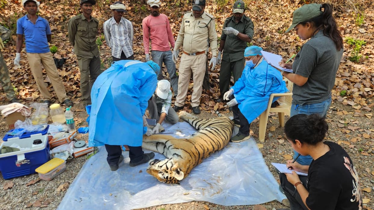 MP News: Alert in Tiger State, tigress and 4 cubs die in Kanha, canine distemper virus confirmed