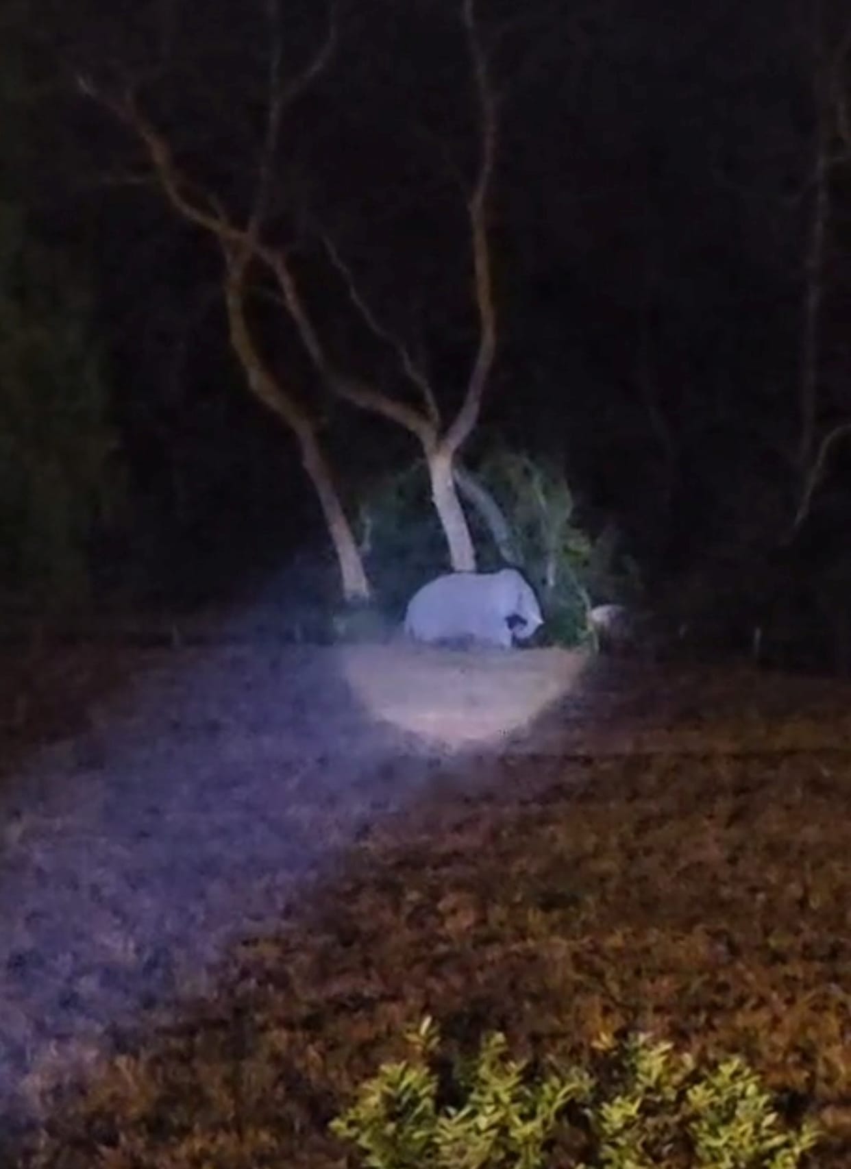 Tourists were thrilled to see elephants in the forest