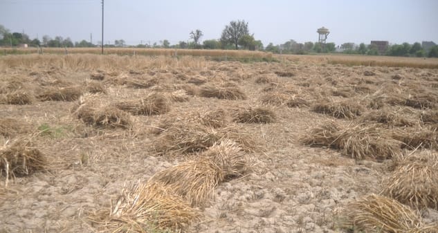 The weather has increased farmers' difficulties.