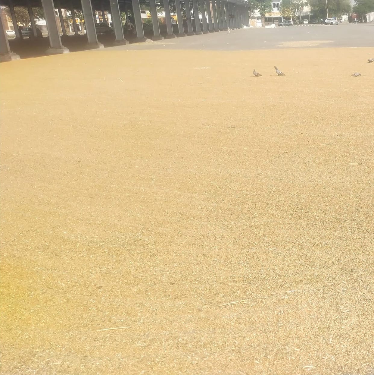 Arrival in 24 markets was 5,065 metric tonnes, purchase was only 174
