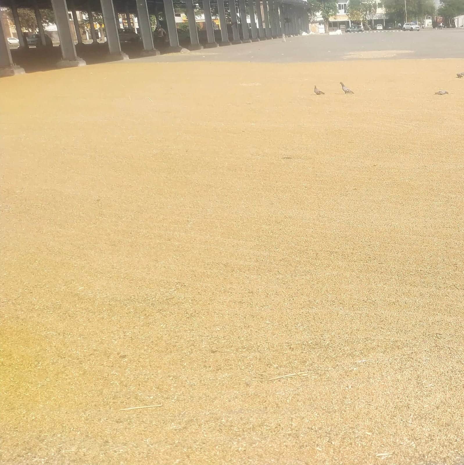 नई अनाज मंडी में आई गेहूं। संवाद