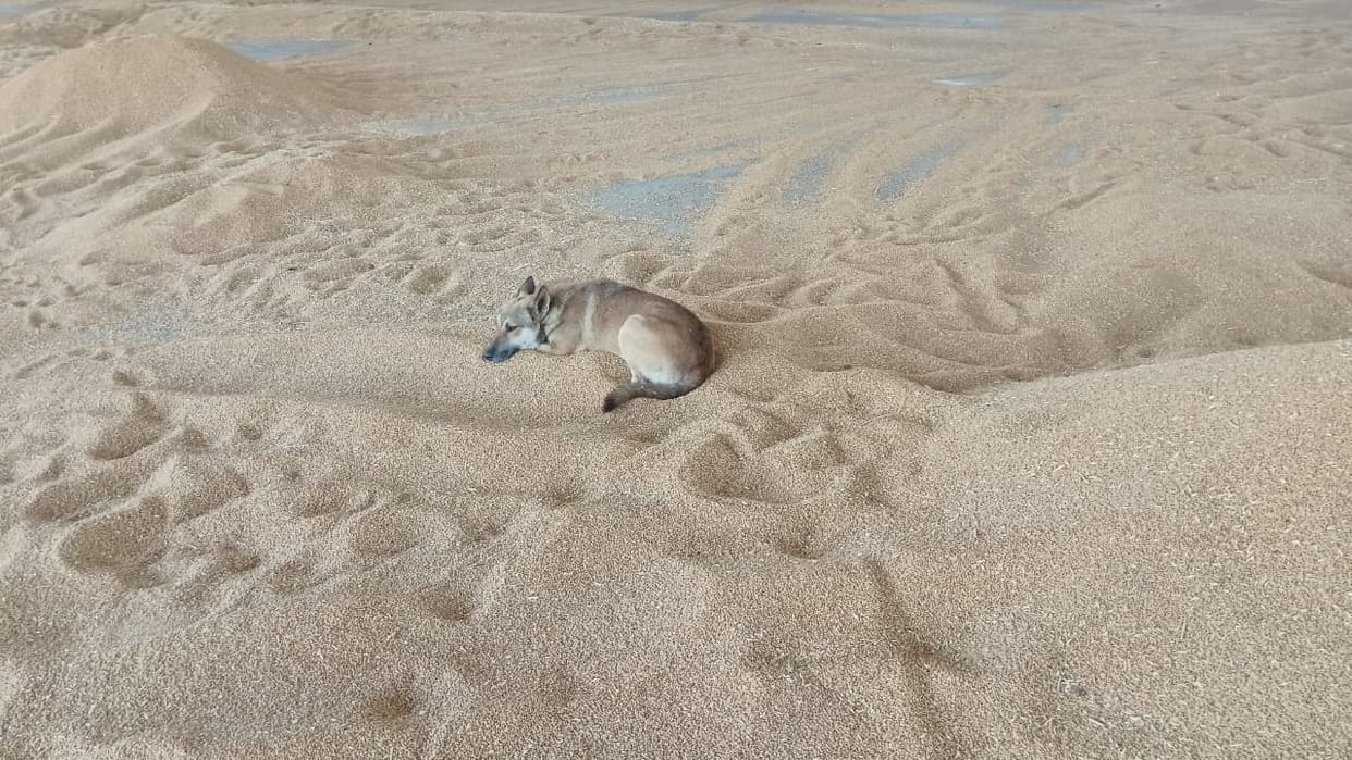 Monkeys and dogs are having fun on the piles of wheat in the new grain market due to lack of security