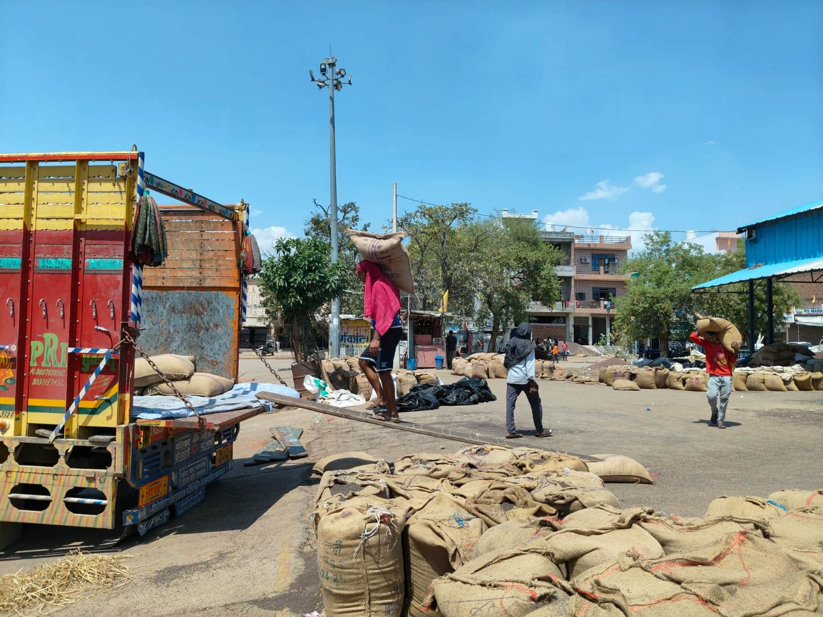 नई अनाज मंडी में सरसों का हो रहा उठान। संवाद