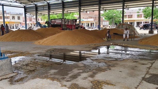 Crops damaged by rain, fearing up to 25% damage
