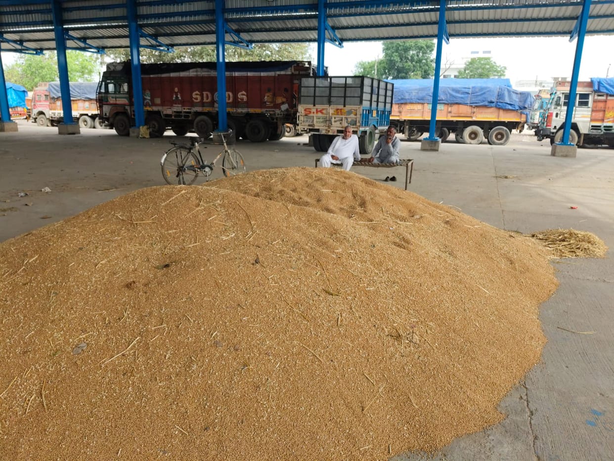 700 quintals of wheat arrived at Pai Mandi, but no purchases were made on the fourth day.