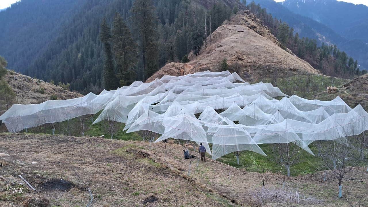 रामपुर की कंछीण घोड़ी के सरोटा क्षेत्र में बागवानों ने बगीचों में लगाई एंटी हेलनेट। संवाद