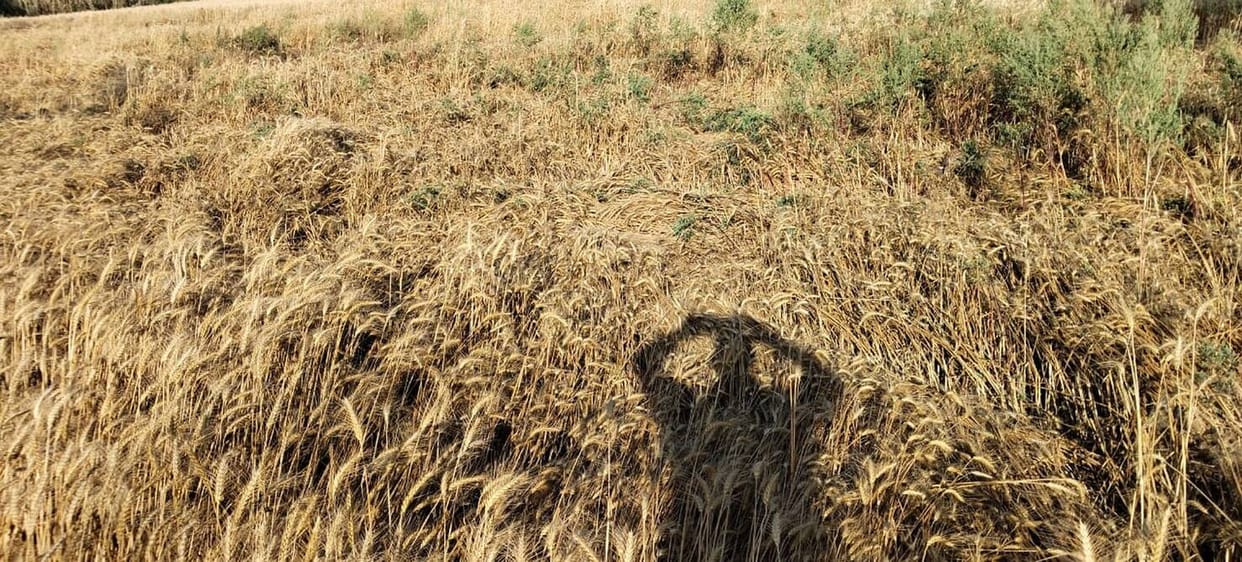Wheat Crop Flattened in Fields by Storm and Rain; Farmers Suffer Heavy Losses