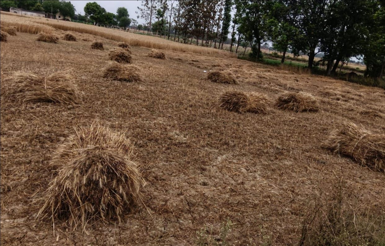 Clouds linger in the sky, and the farmer's hands tremble at the sight of his harvested crop.