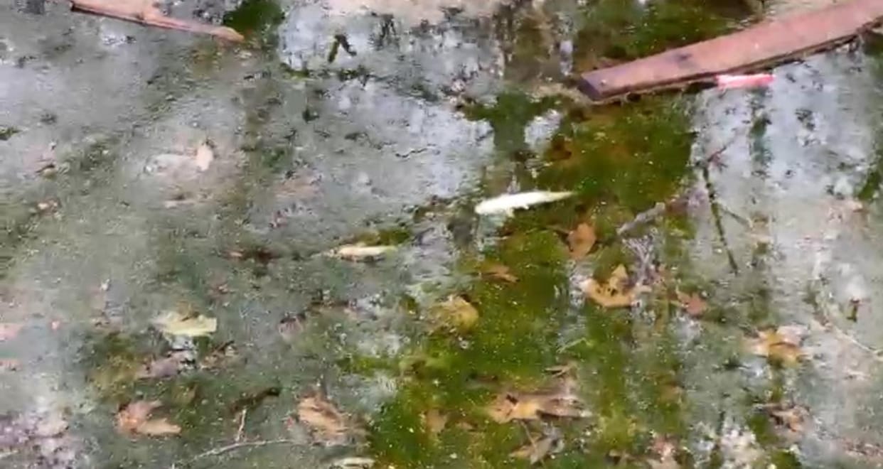 Shopian, Jainapora, Vurnag, Fish Died