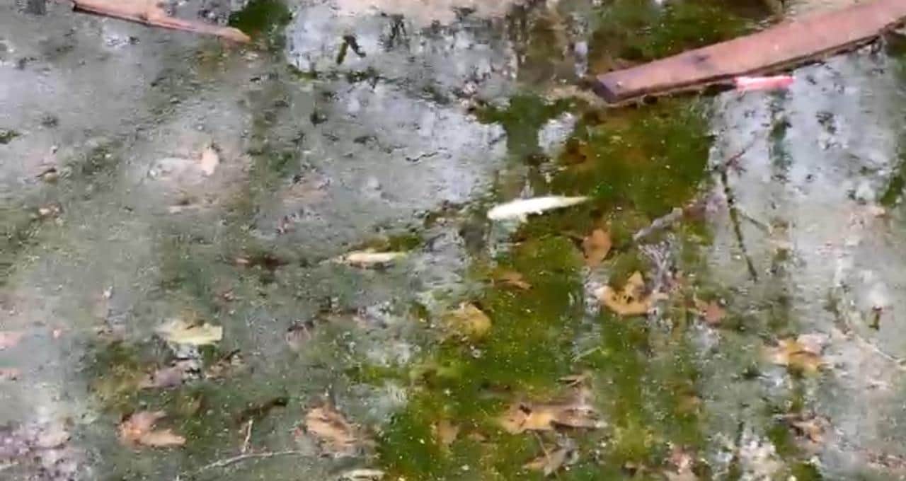 शोपियां के वुरनाग में मरी मछलियां। संवाद