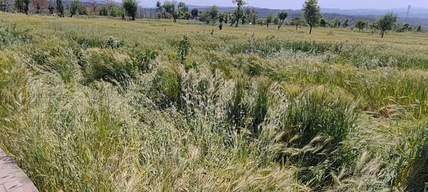 After a sunny spell, the weather deteriorated again, causing heavy damage to crops due to hailstorm.