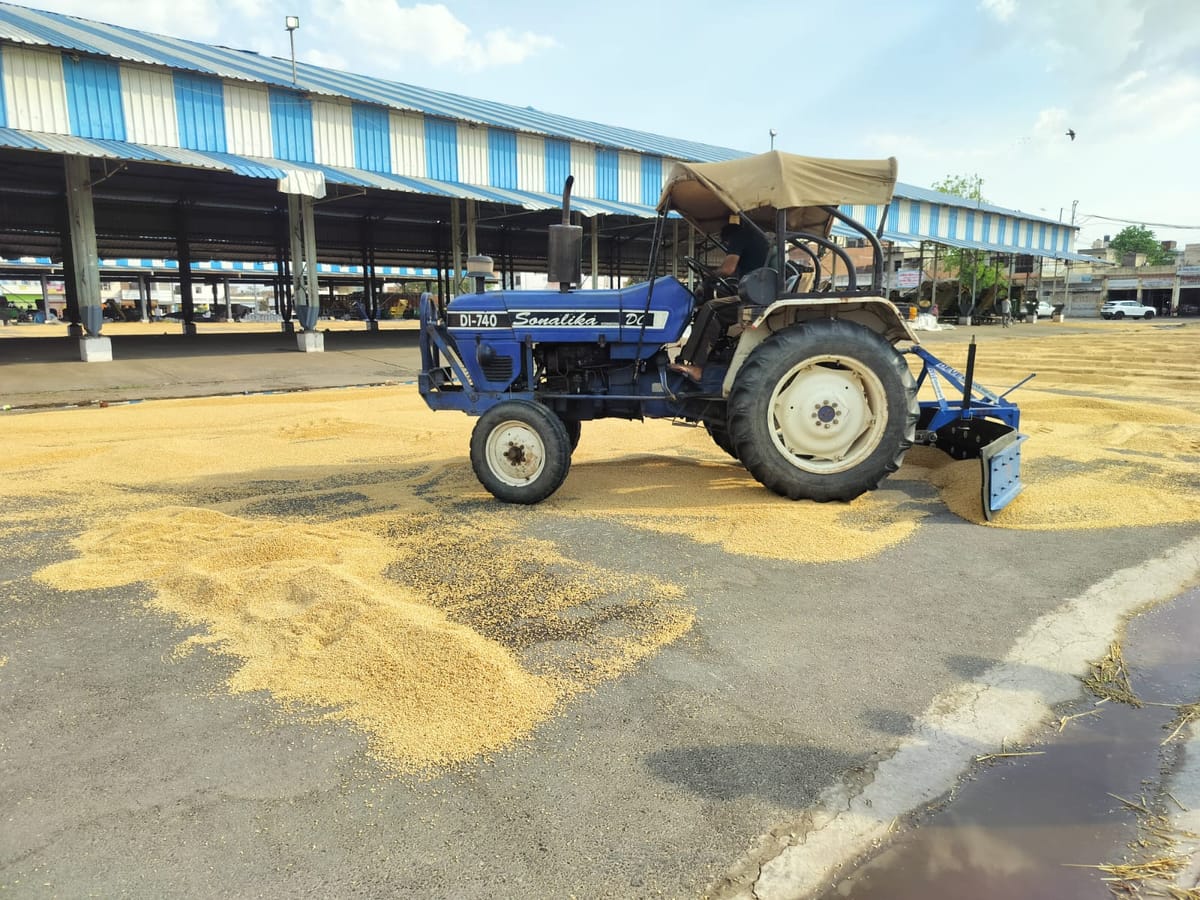 Ambala News: बारिश से भीगा गेहूं, सुखाने के लिए ट्रैक्टर दौड़ा रहे किसान