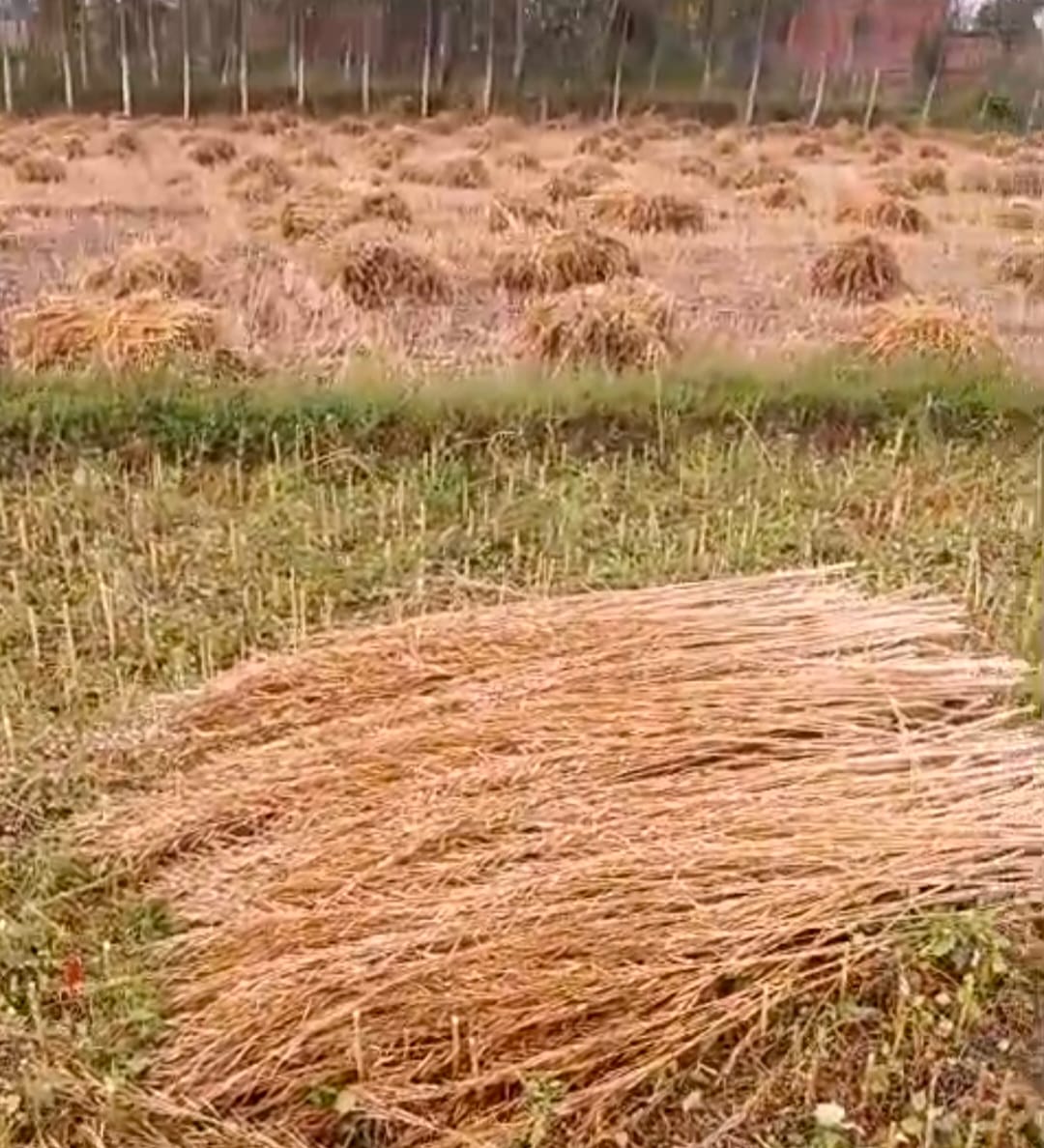 Hailstorms shatter farmers' hopes, damages vegetables and mustard
