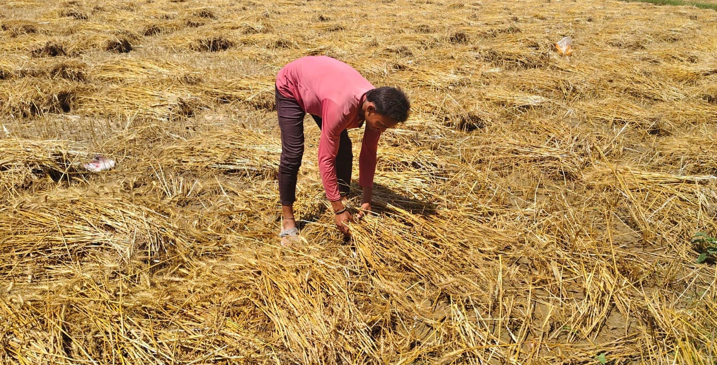 बाजारशुकुल के धनेशा राजपूत गांव में बारिश के बाद खेत में गेहूं की फसल को सुखाने के लिए फैलाता क